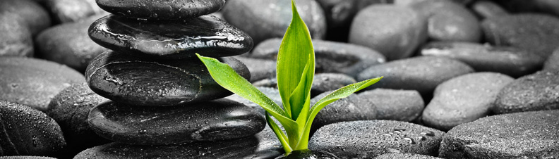 Green bamboo shoot growing in a black stone Zen garden